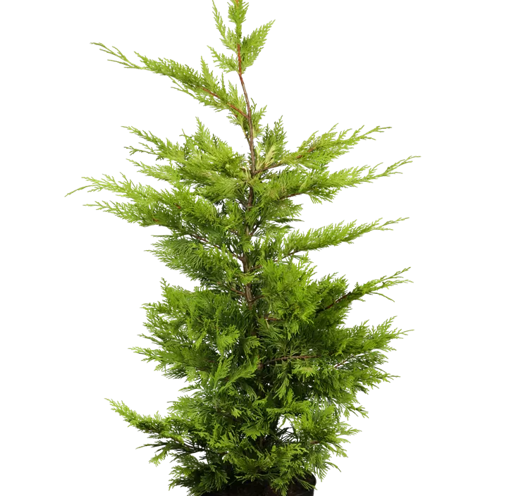 Leyland-Zypresse 'Gold Rider' Spirale Leyland-Zypresse 'Gold Rider' Spirale