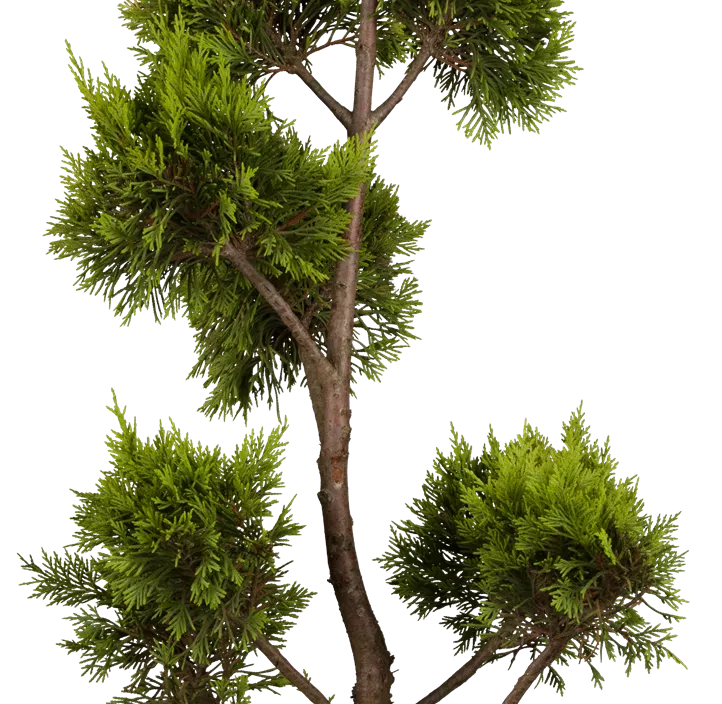 Leyland-Zypresse 'Gold Rider' Spirale Leyland-Zypresse 'Gold Rider' Spirale