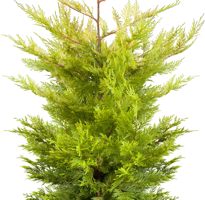 Leyland-Zypresse 'Gold Rider' Spirale Leyland-Zypresse 'Gold Rider' Spirale