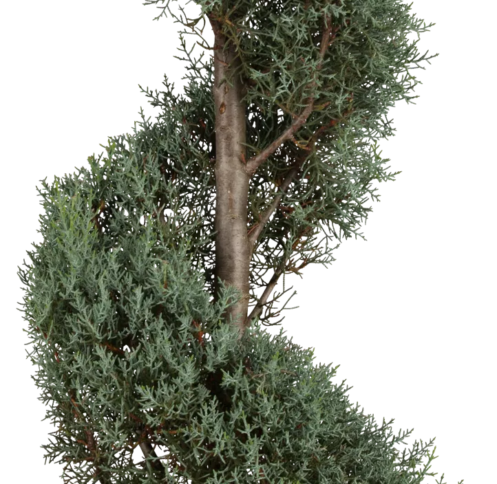 Säulen-Arizona-Zypresse 'Fastigiata' Säulen-Arizona-Zypresse 'Fastigiata'