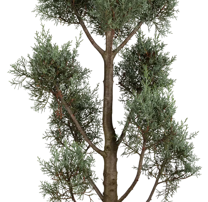 Blaue Säulen-Arizona-Zypresse 'Fastigiata Glauca' Pompom Blaue Säulen-Arizona-Zypresse 'Fastigiata Glauca' Pompom