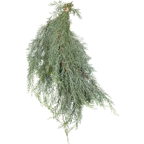 Cupressus arizonica 'Glauca'