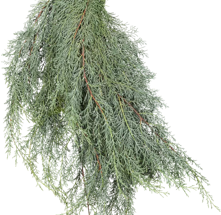 Blaue Arizona-Zypresse 'Glauca' Halbstamm