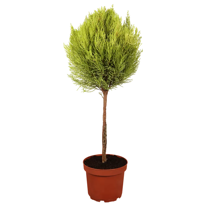 Zimmerzypresse 'Goldcrest'
