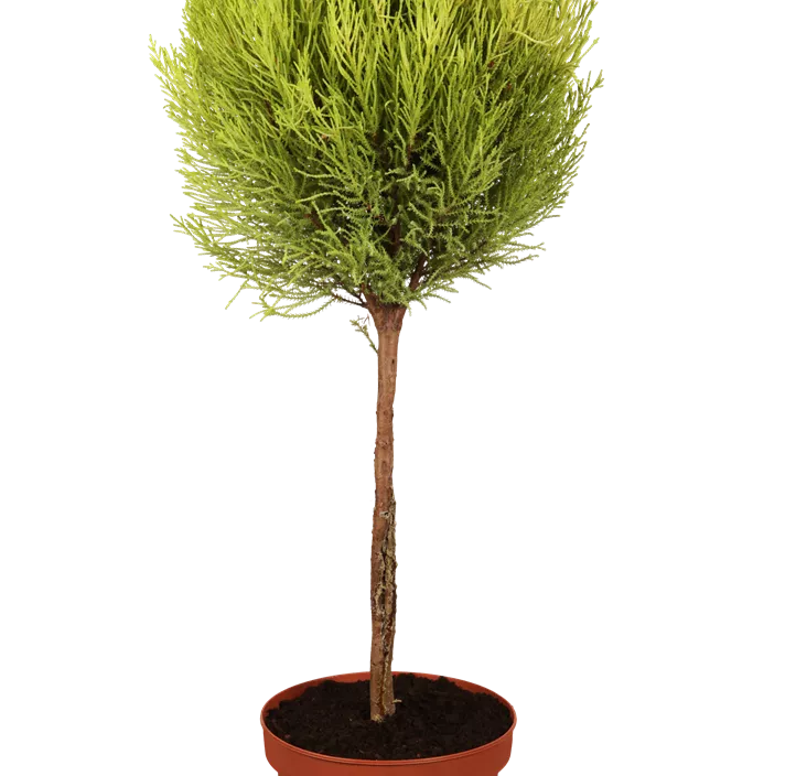 Zimmerzypresse 'Goldcrest' Halbstamm Zimmerzypresse 'Goldcrest' Halbstamm