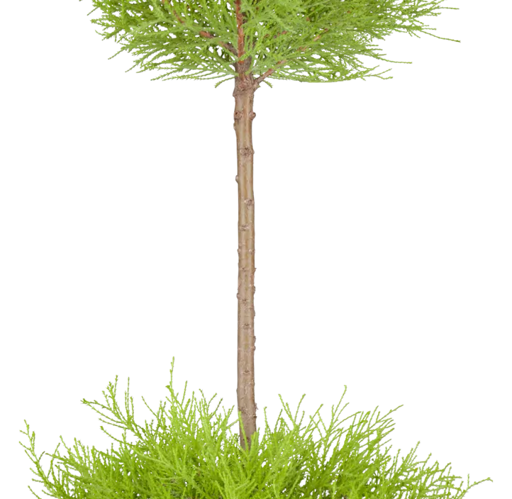 Zimmerzypresse 'Goldcrest' Halbstamm Zimmerzypresse 'Goldcrest' Halbstamm