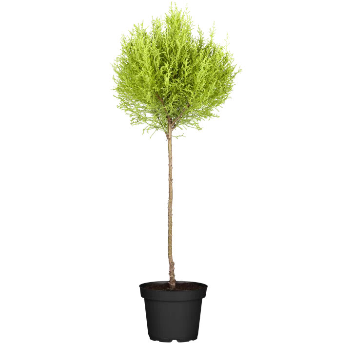 Zimmerzypresse 'Goldcrest'