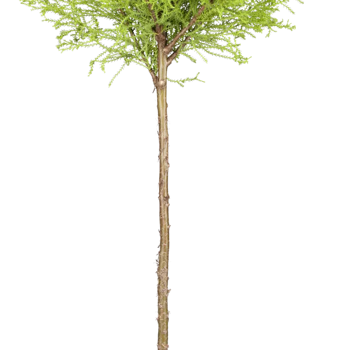 Zimmerzypresse 'Goldcrest' Halbstamm Zimmerzypresse 'Goldcrest' Halbstamm