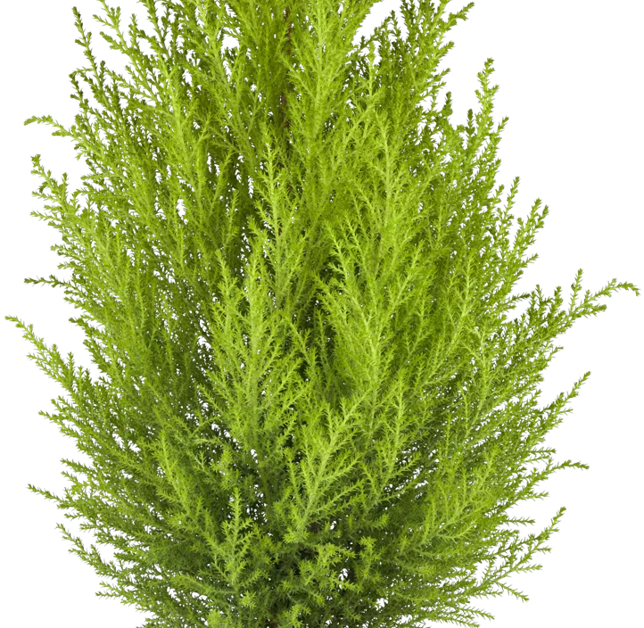 Zimmerzypresse 'Goldcrest' Halbstamm Zimmerzypresse 'Goldcrest' Halbstamm