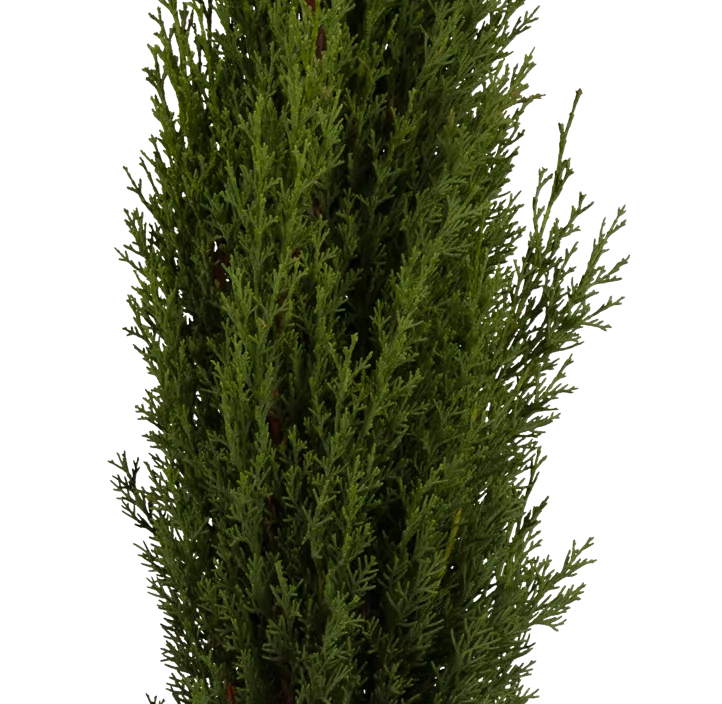 Mittelmeerzypresse 'Totem' Säule Mittelmeerzypresse 'Totem' Säule