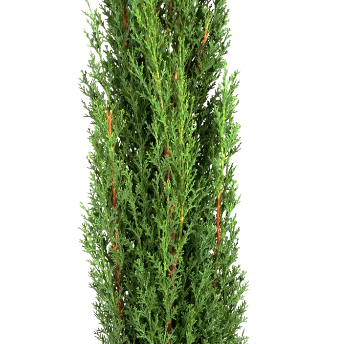 Mittelmeerzypresse 'Totem' Säule Mittelmeerzypresse 'Totem' Säule