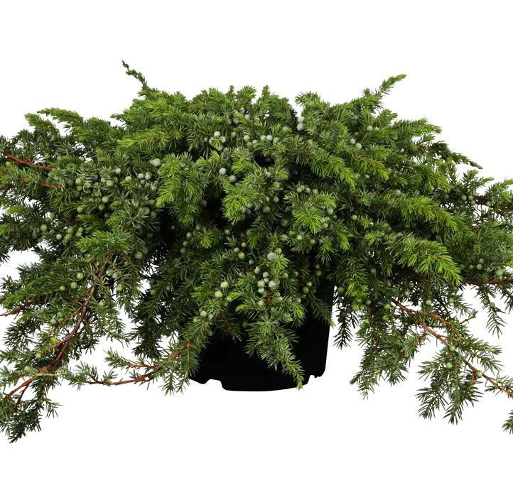 Sachalin-Kriechwacholder 'Schlager'