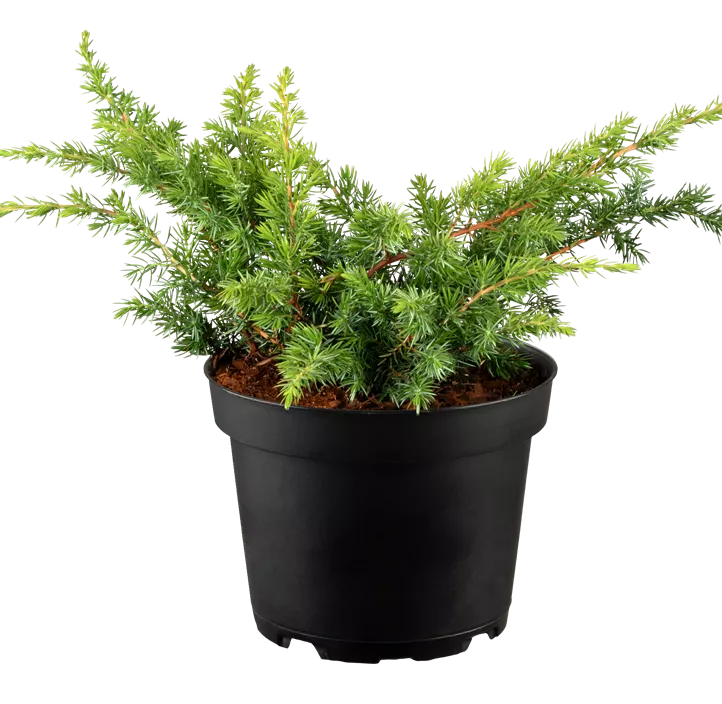 Sachalin-Kriechwacholder 'Schlager'