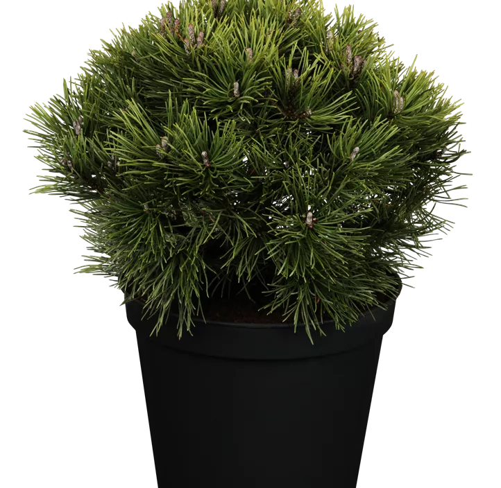 Kugel-Kiefer 'Mops' Kugel-Kiefer 'Mops'