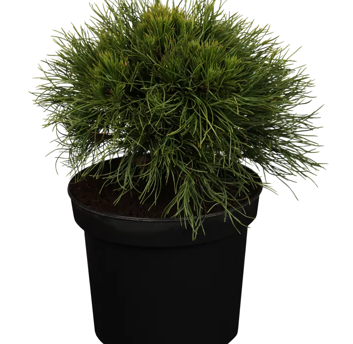 Berg-Kiefer 'Varella' Berg-Kiefer 'Varella'