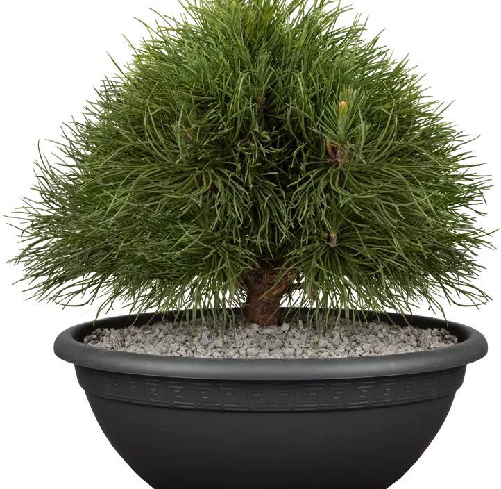 Berg-Kiefer 'Varella' Berg-Kiefer 'Varella'