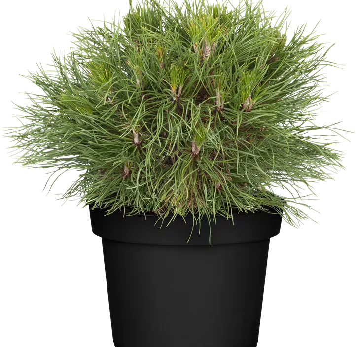 Berg-Kiefer 'Varella' Berg-Kiefer 'Varella'