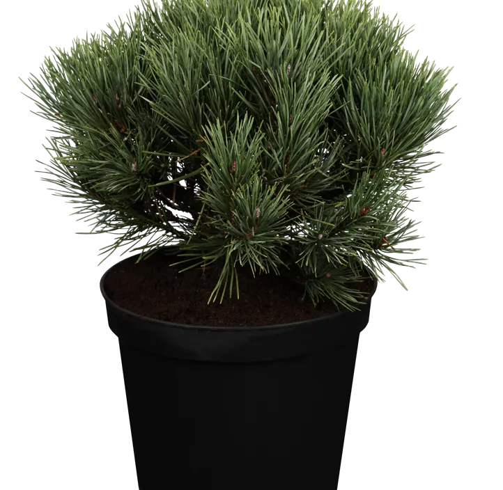 Silberkiefer 'Watereri'