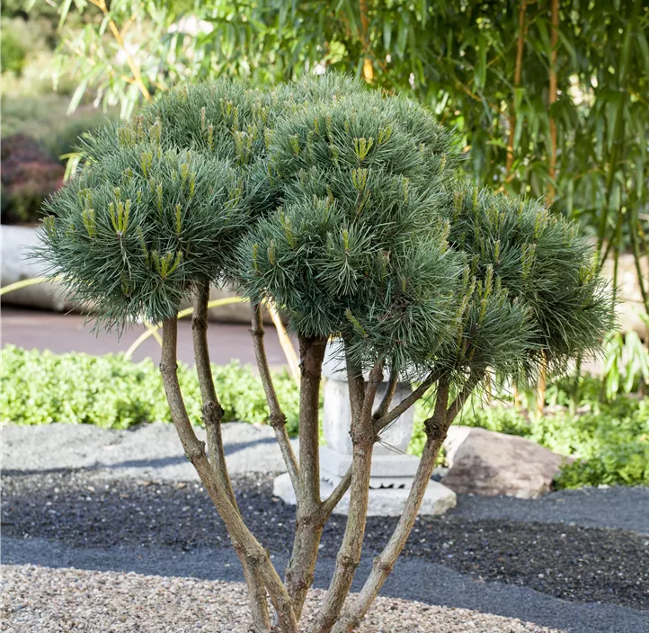 Silberkiefer 'Watereri'