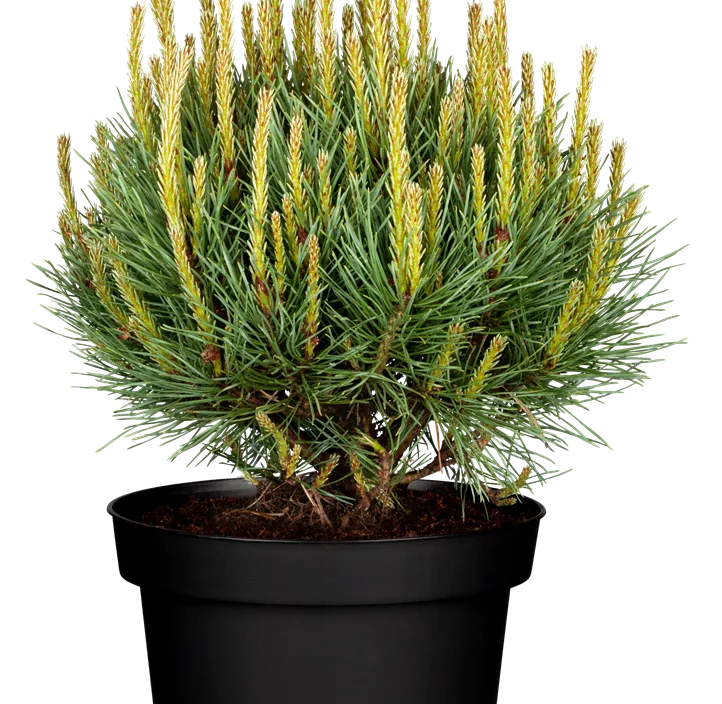 Silberkiefer 'Watereri'