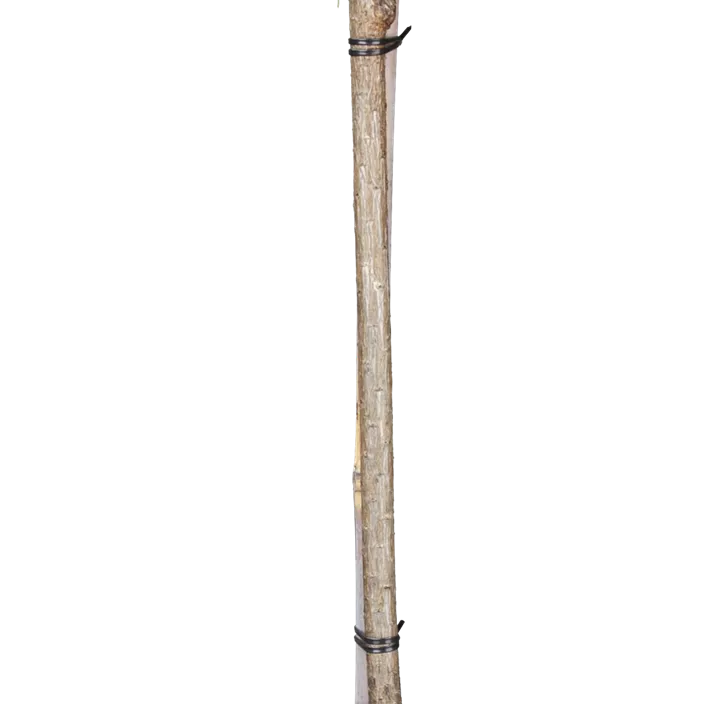 Silberkiefer 'Watereri'