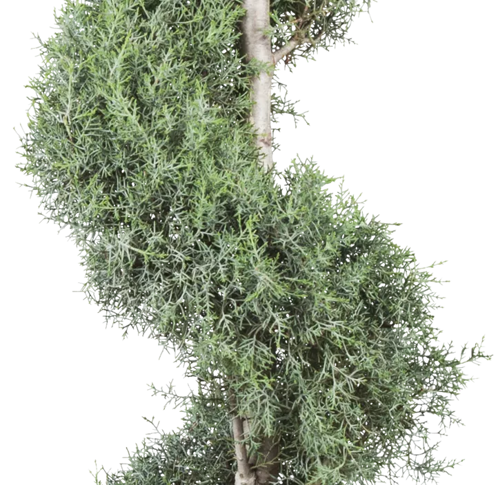 Blaue Arizona-Zypresse 'Glauca' Spirale