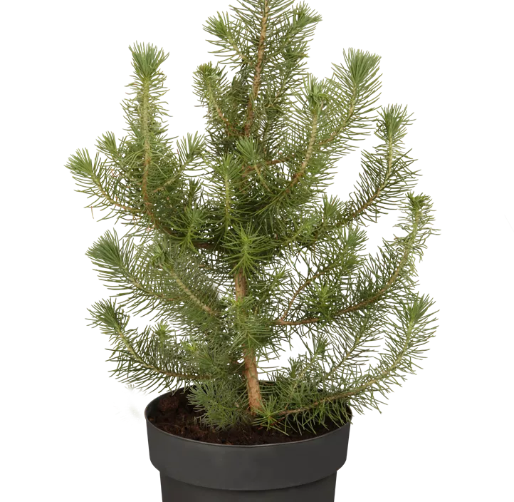 Pinie 'Silver Crest' Pinie 'Silver Crest'