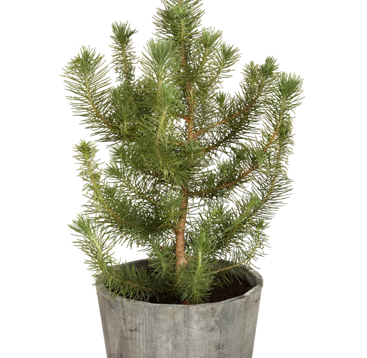 Pinie 'Silver Crest' Pinie 'Silver Crest'