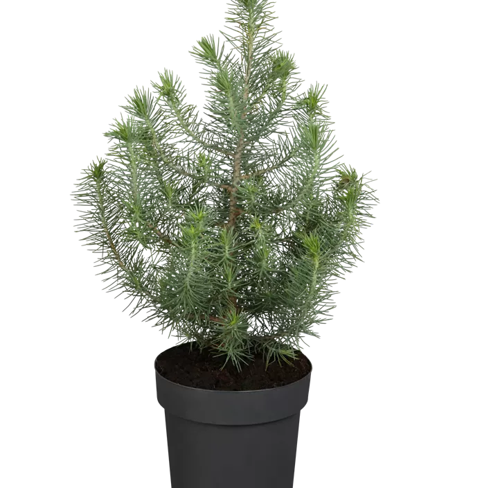 Pinie 'Silver Crest' Pinie 'Silver Crest'