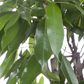 Ficus Amstel King