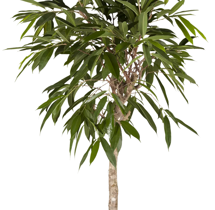 Schmalblättriger Gummibaum 'Amstel King' Schmalblättriger Gummibaum 'Amstel King'