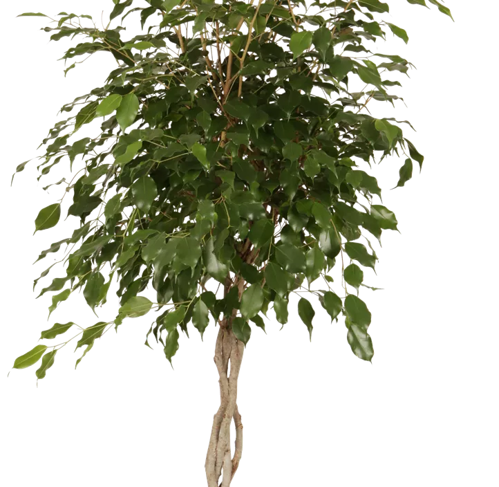 Birken-Feige 'Exotica' Birken-Feige 'Exotica'