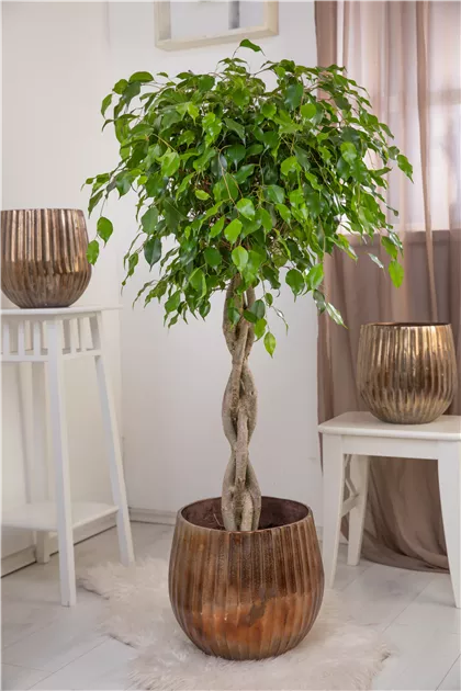 Ficus benjamina exotica geflochten, Birken-Feige 'Exotica' - Bellaflora
