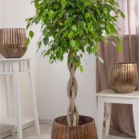 Ficus benjamina exotica geflochten