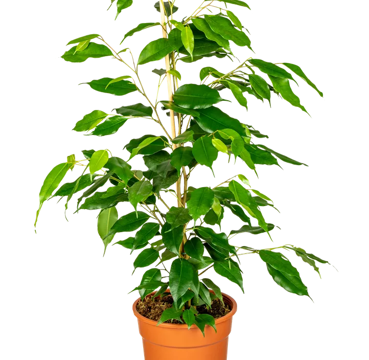 Birken-Feige 'Exotica' Birken-Feige 'Exotica'