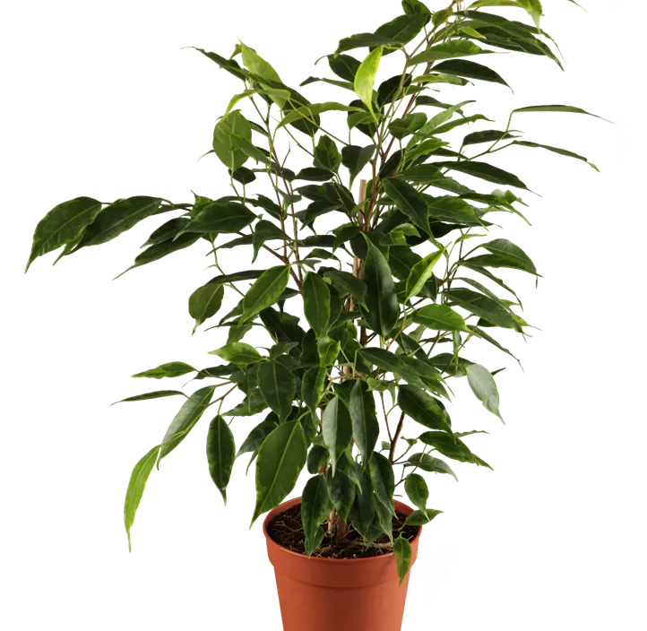 Birken-Feige Nitida Birken-Feige Nitida