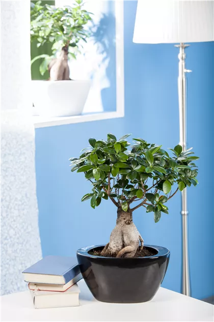 bonsai hobbit Crassula Hobbit Bonsai cm. 25 – Floricoltura Lampugnani main image 1