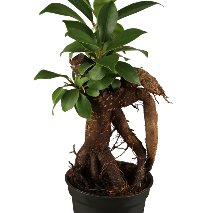 Chinesische Feige 'Ginseng' Chinesische Feige 'Ginseng'