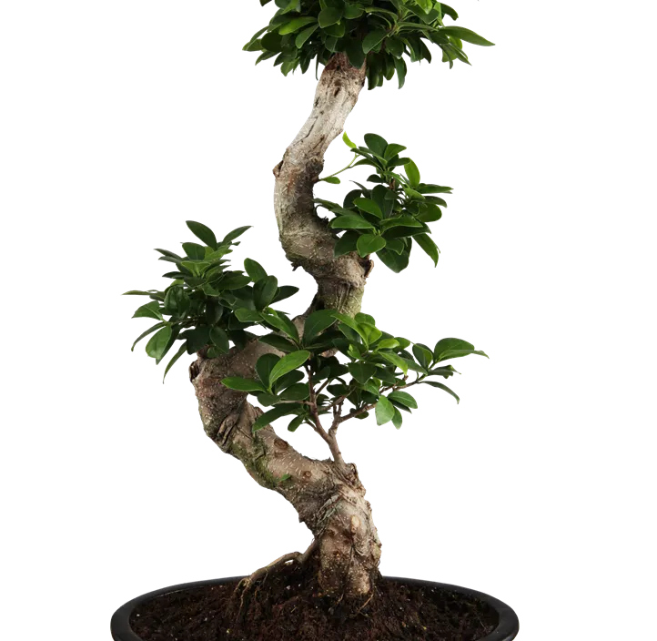 Chinesische Feige 'Ginseng' Chinesische Feige 'Ginseng'