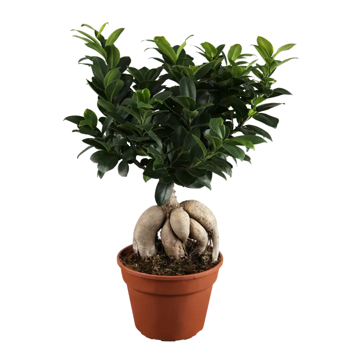 Chinesische Feige 'Ginseng'