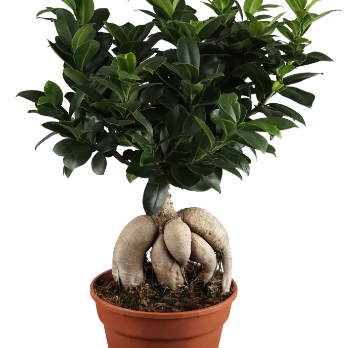 Chinesische Feige 'Ginseng' Chinesische Feige 'Ginseng'