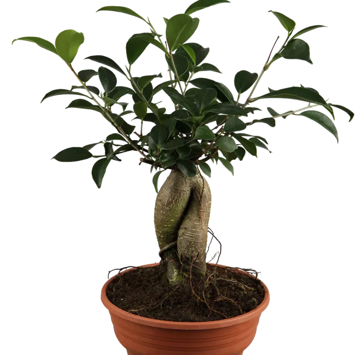 Chinesische Feige 'Ginseng' Chinesische Feige 'Ginseng'