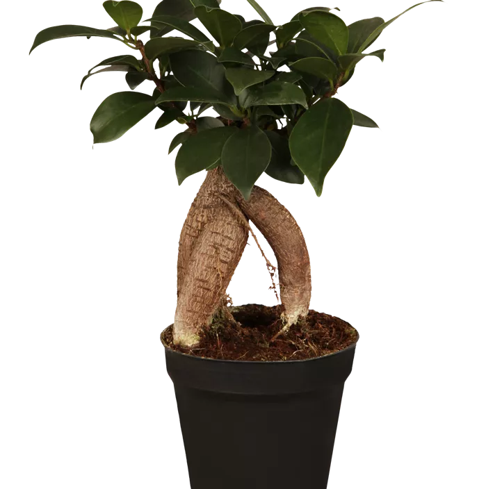 Chinesische Feige 'Ginseng' Chinesische Feige 'Ginseng'