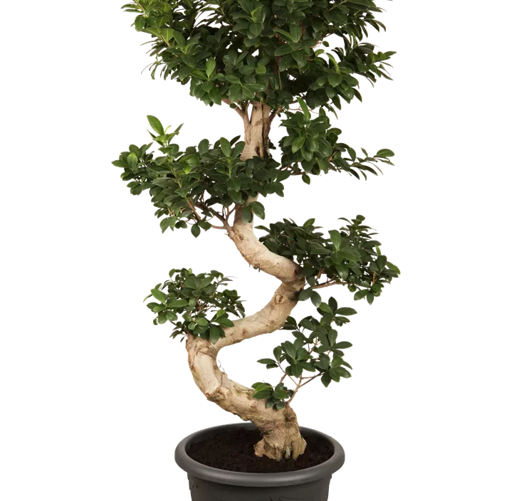 Chinesische Feige 'Ginseng' Chinesische Feige 'Ginseng'