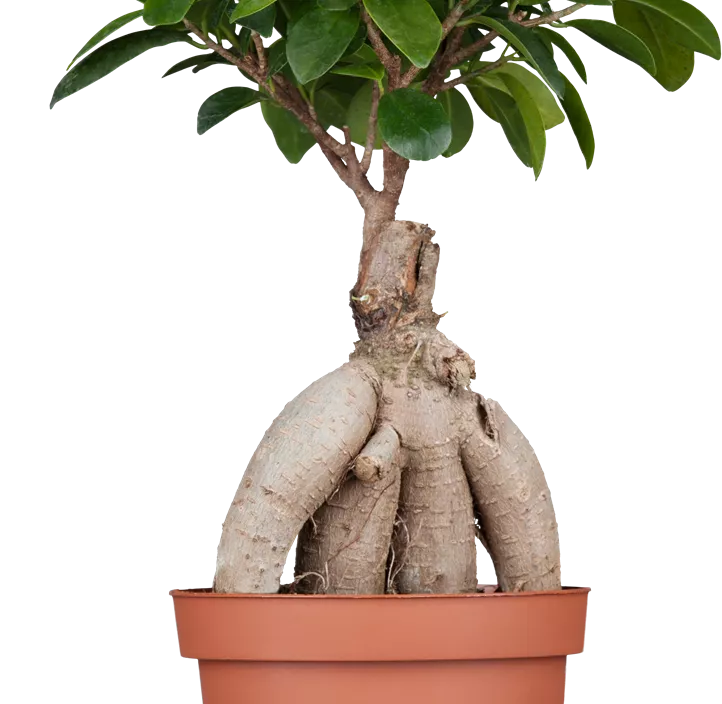 Chinesische Feige 'Ginseng' Chinesische Feige 'Ginseng'