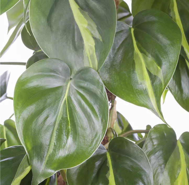 Kletternder Philodendron 'Brasil' Kletternder Philodendron 'Brasil'