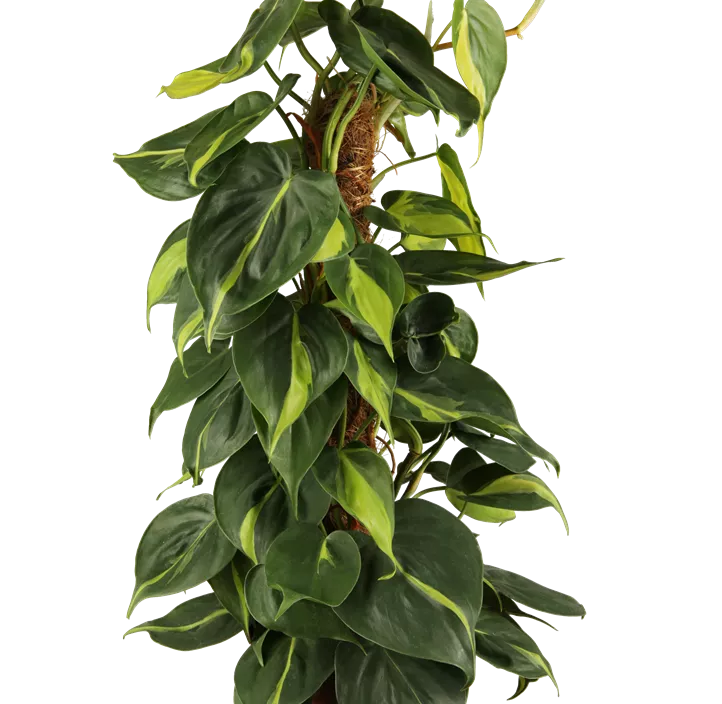 Kletternder Philodendron 'Brasil' Kletternder Philodendron 'Brasil'