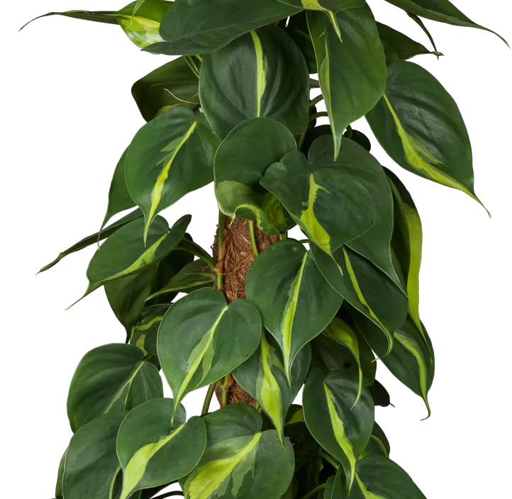Kletternder Philodendron 'Brasil' Kletternder Philodendron 'Brasil'