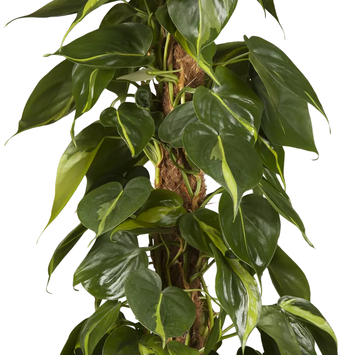Kletternder Philodendron 'Brasil' Kletternder Philodendron 'Brasil'