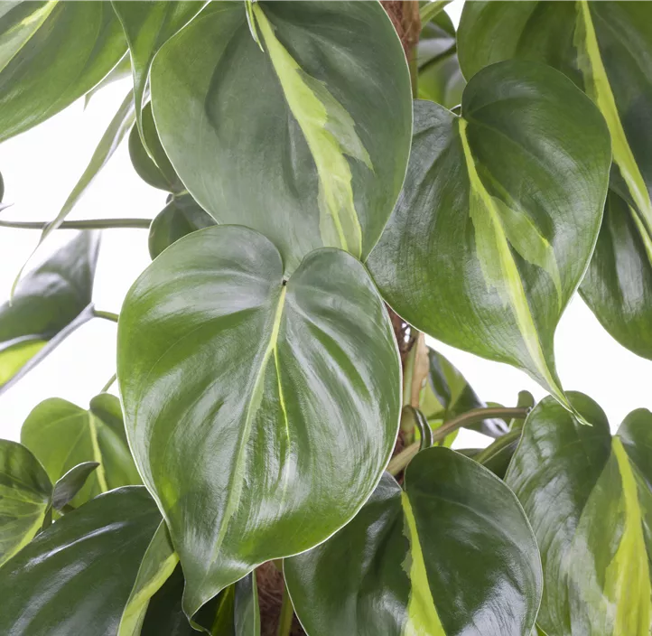 Kletternder Philodendron 'Brasil' Kletternder Philodendron 'Brasil'